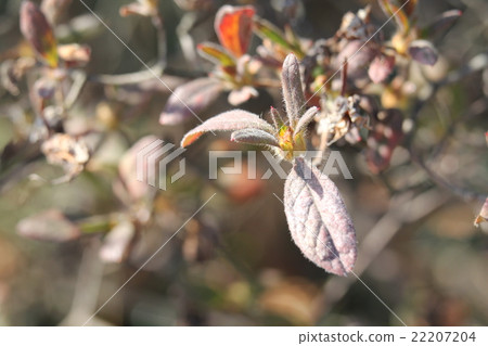 Moti杜鵑花的萌芽 Moti杜鵑花的萌芽 22207204