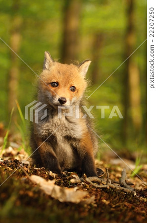 Adorable fox surprised 22207250
