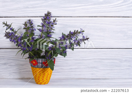 Blue penstemon flowers in a yellow vase on wooden Blue penstemon flowers in a yellow vase on wooden 22207613