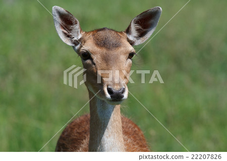 Young female sika deer 22207826
