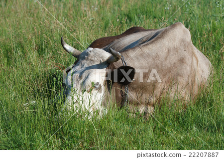 Cow resting in a pasture of green grass Cow resting in a pasture of green grass 22207887