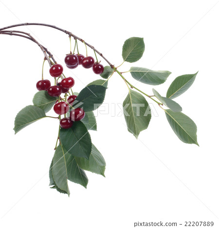 branch with ripe cherries isolated on white branch with ripe cherries isolated on white 22207889