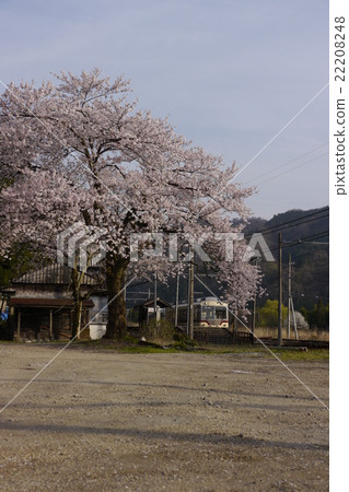 Cherry at Yokoe Station 22208248