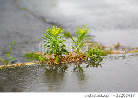 Weed growing pavement cracks Weed growing pavement cracks 22208417