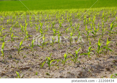 Agricultural field with plants 22208434