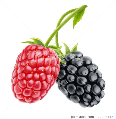 Raspberry and blackberry Raspberry and blackberry 22208452