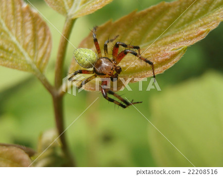 Spider on leaf 22208516