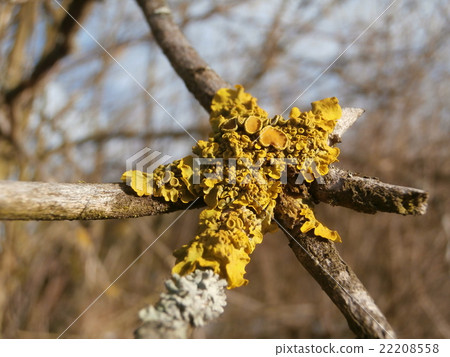 Yellow lichen Yellow lichen 22208558