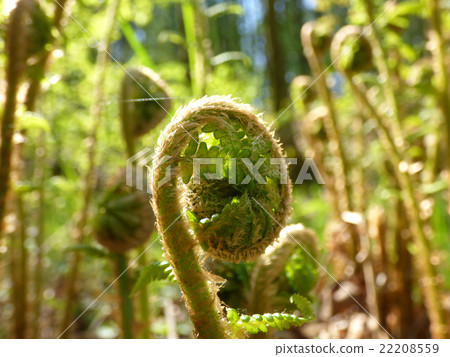 Young fern Young fern 22208559