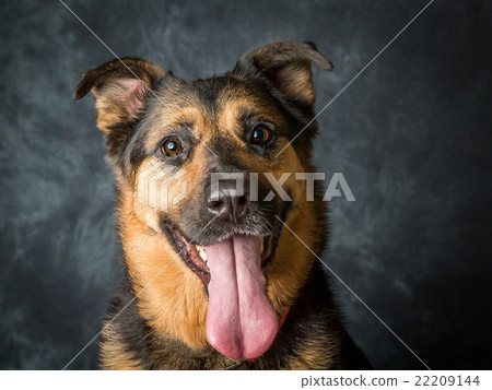 German Shepherd Cross Called Coco German Shepherd Cross Called Coco 22209144