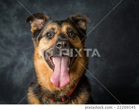 German Shepherd Cross Called Coco 22209145