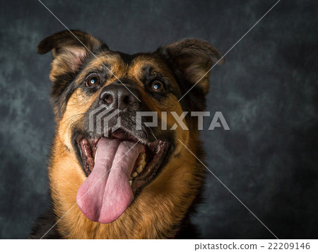 German Shepherd Cross Called Coco 22209146