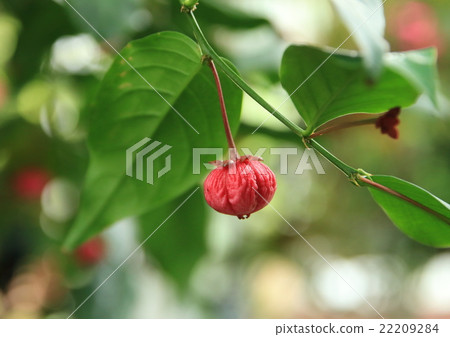 Chinese lamp 22209284