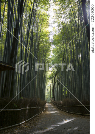 Kyoto prefecture Kyoto-shi Sakano ward Sagano bamboo forest trail 22209300