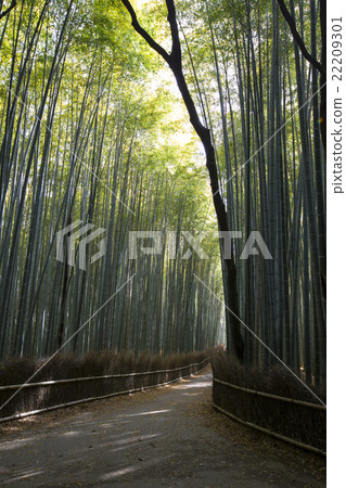 Kyoto prefecture Kyoto-shi Sakano ward Sagano bamboo forest trail Kyoto prefecture Kyoto-shi Sakano ward Sagano bamboo forest trail 22209301
