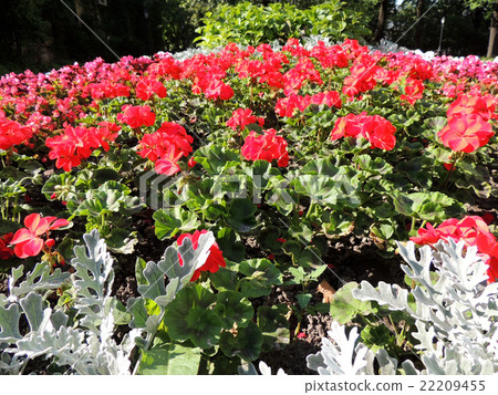 Begonia semperflorens and Cineraria maritima Begonia semperflorens and Cineraria maritima 22209455