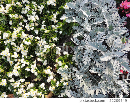 Begonia semperflorens and Cineraria maritima Begonia semperflorens and Cineraria maritima 22209549