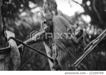 Young orangutan is sleeping on its mother 22209709