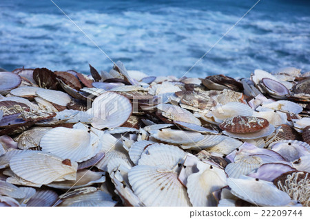 Scallops Seashells 22209744