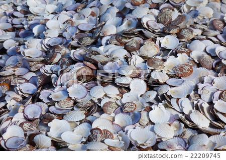 Scallops Seashells 22209745