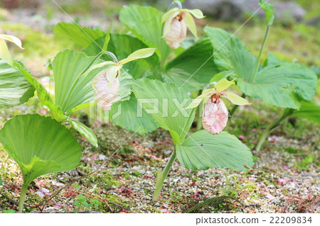 熊花 熊花 22209834