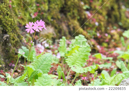 報春花 報春花 22209835