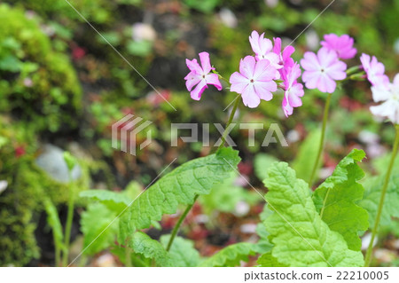 Primulae flower Primulae flower 22210005