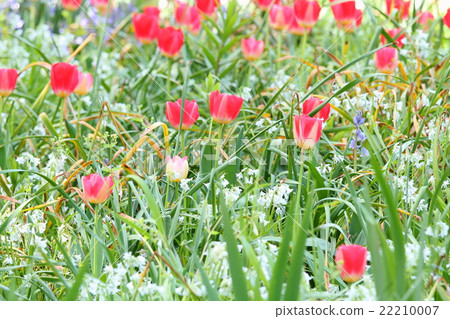 Tulip flower 22210007