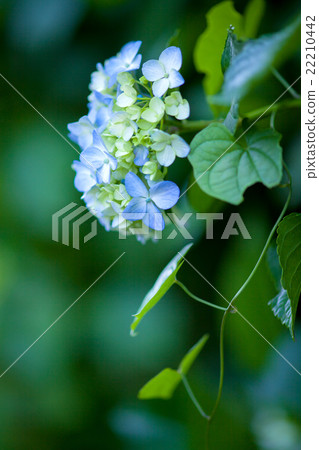 繡球 繡球 22210442