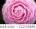 Camellia flower 22210446