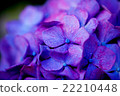 Close-up of hydrangea 22210448