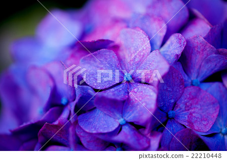 Close-up of hydrangea Close-up of hydrangea 22210448