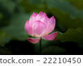 Lotus flower  22210450