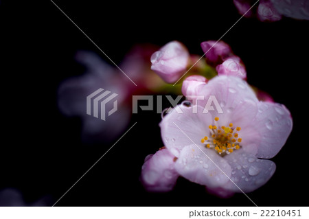 Rain cherry blossoms Rain cherry blossoms 22210451