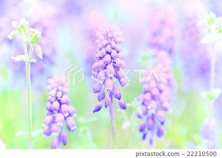 Muscari Purple Grape hyacinth flower in spring field 1 Muscari Purple Grape hyacinth flower in spring field 1 22210500