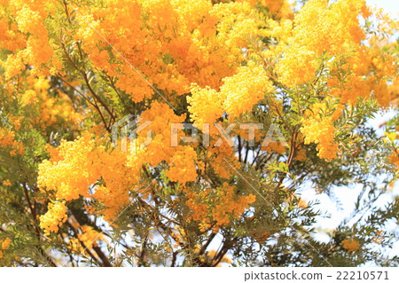 金合歡花 22210571