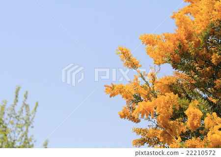 金合歡花 金合歡花 22210572