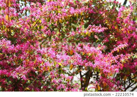 Aka Bana Mansaku之花 Aka Bana Mansaku之花 22210574