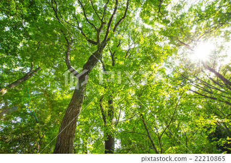 Fresh green trees 22210865