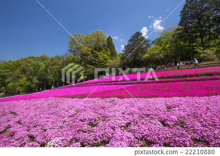 Shiba櫻花一邊開花(埼玉Riruyama公園) Shiba櫻花一邊開花(埼玉Riruyama公園) 22210880