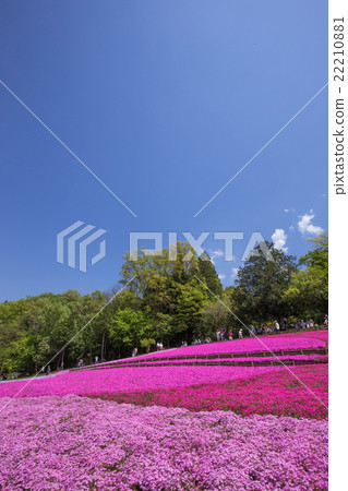 Shiba櫻花一邊開花(埼玉Riruyama公園) Shiba櫻花一邊開花(埼玉Riruyama公園) 22210881