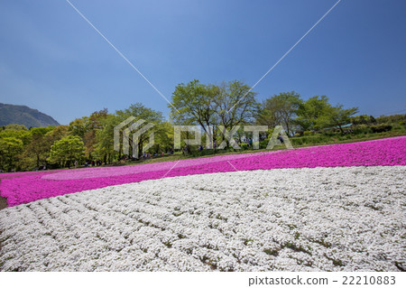 Shiba cherry blossoming on one side (Saitama Riruyama Park) 22210883