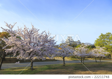 櫻花盛開在早晨的陽光和姬路城堡 櫻花盛開在早晨的陽光和姬路城堡 22211748