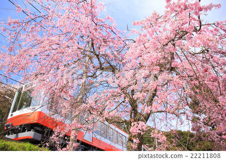 箱根登山鐵路在春天 22211808