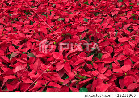 Background of many poinsettia flowers Background of many poinsettia flowers 22211969