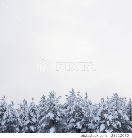 Snow covered trees Snow covered trees 22212080