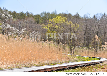 大谷Mogara在早春 大谷Mogara在早春 22212134