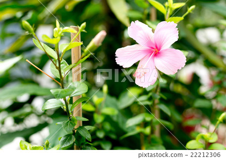 Pink red hibiscus flower blooming Pink red hibiscus flower blooming 22212306