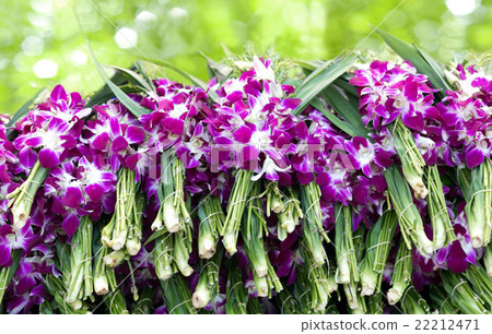 Orchid flowers display at flower market 22212471