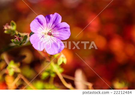 Purple flower and vibrant red background 22212484